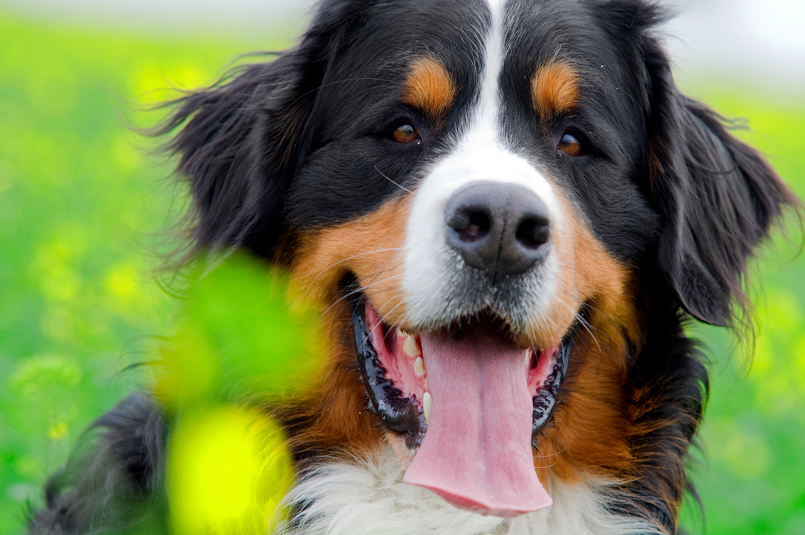 Bernese Mountain Dog