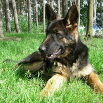 De Hondhaalmoeder met een berner sennenhond en een sint berard.