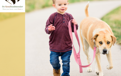Wandel prettig én veilig met je hond